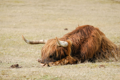 Schotse hooglander