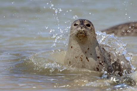 Zeehond