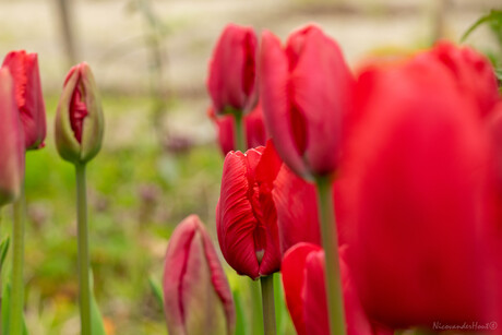 Tulp in het rood