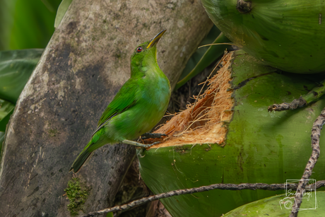 De groene suikervogel