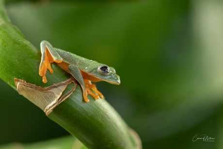 Agalychnis Moreletti