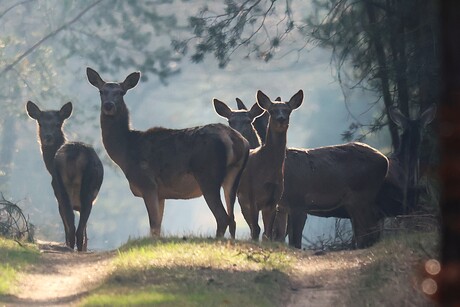 Hindes in het tegenlicht