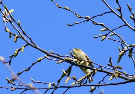 Vogeltje