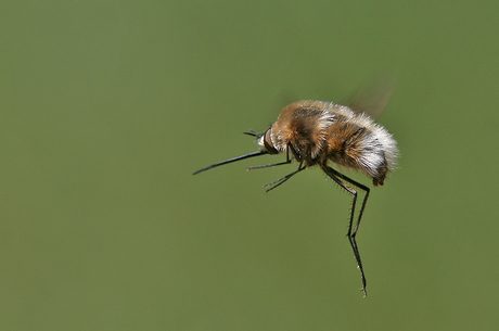 Grote Wolzwever