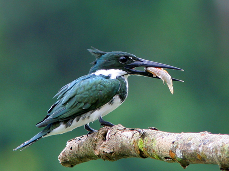 Kingfisher