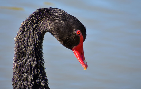 black Swan