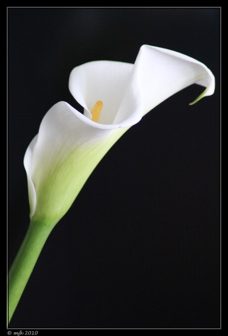 Callas