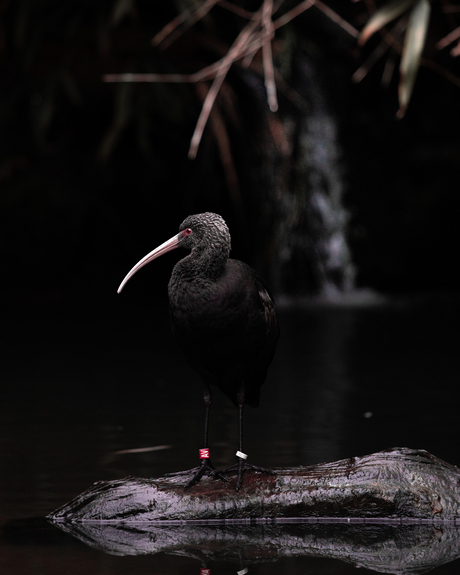 Zwarte Ibis