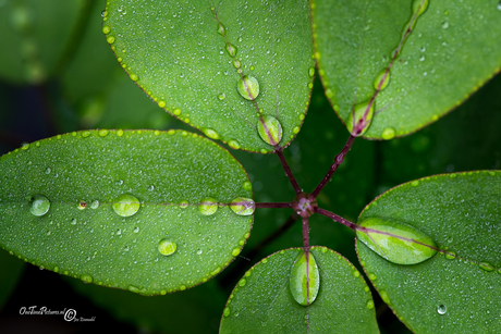 Nature art.