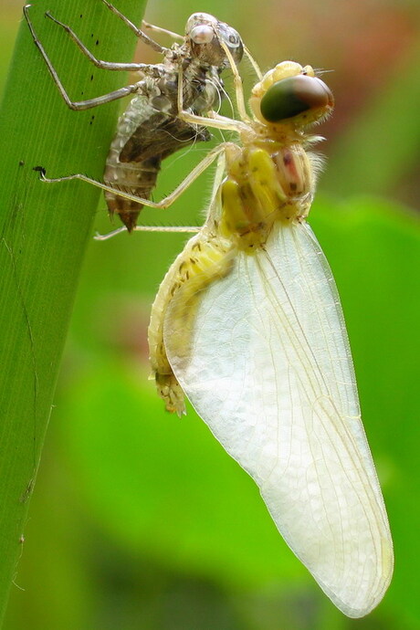 Net geboren