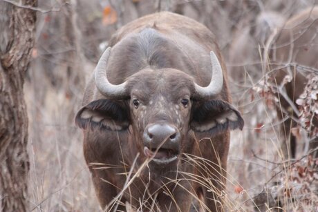 buffel in Krugerpark