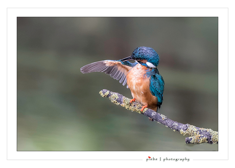 IJsvogel aan het poetsen