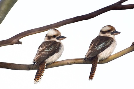 kookaburra2