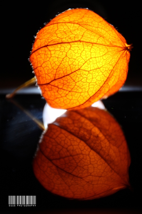 Physalis in the moonlight