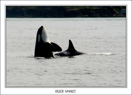 Killer whales2