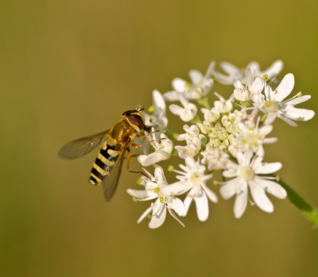 Hoverfly