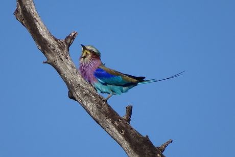 Lilac breasted roller