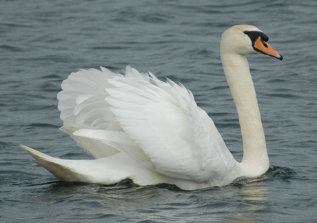 Ik hou je in de gaten