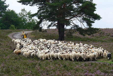 Brunssummerheide