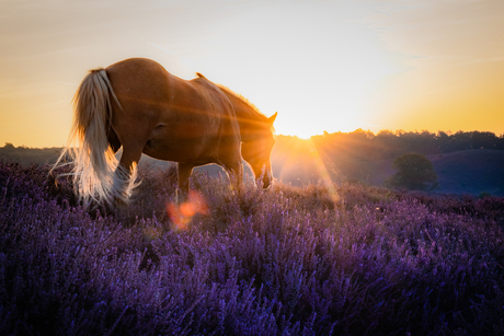 Horse at Sunrise