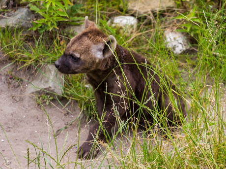 Hyena jong (04-2014)