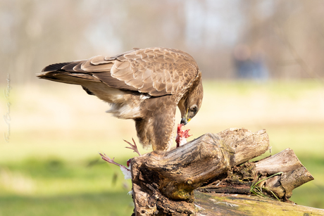 Buizerd aan het peuzelen