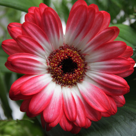 Gerbera