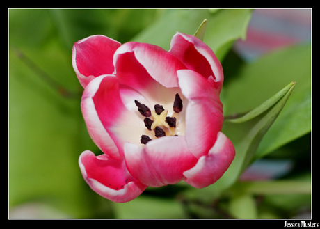 Tulp