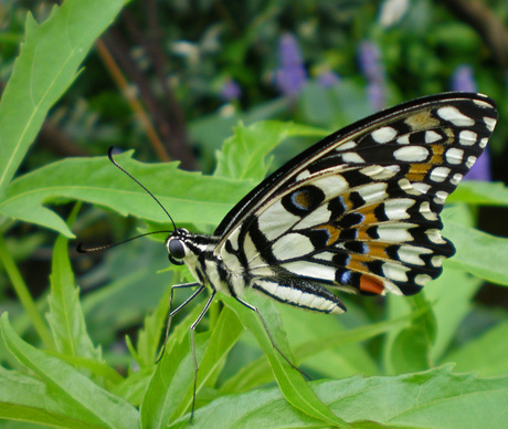 butterfly