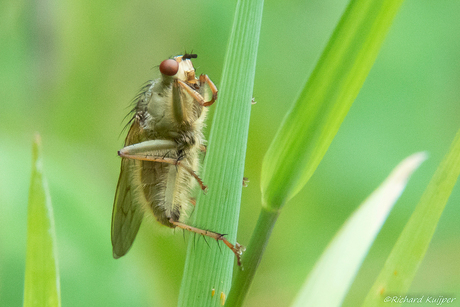 Strontvlieg (Scathophaga stercoraria)