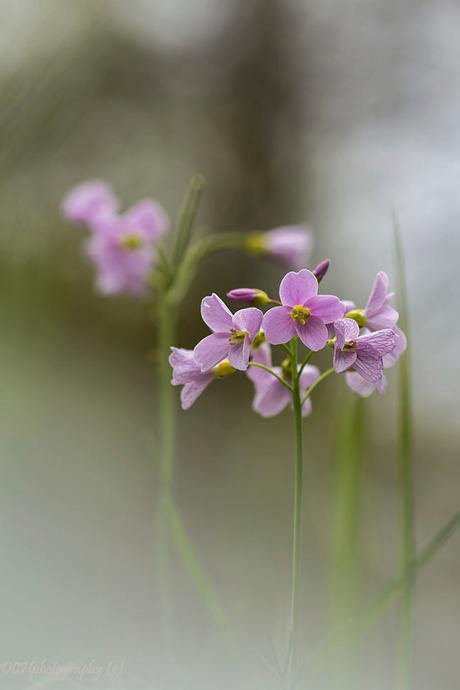 Pinksterbloem