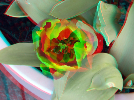 Tulp Macro 3D