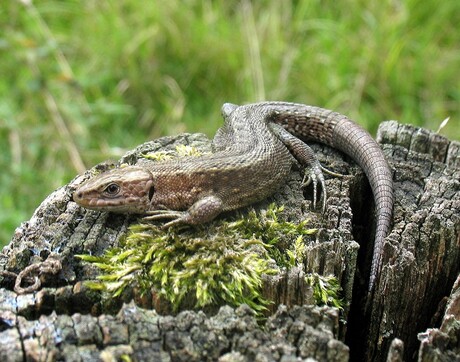 De levendbarende hagedis of kleine hagedis (Zootoca vivipara) (1)