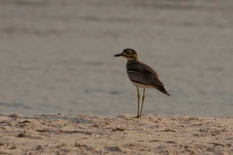 Water thick-knee Plover Botswana