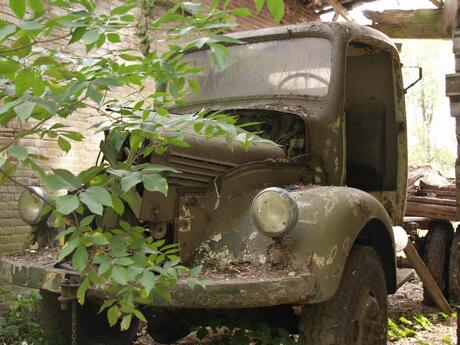 Old truck in young bush