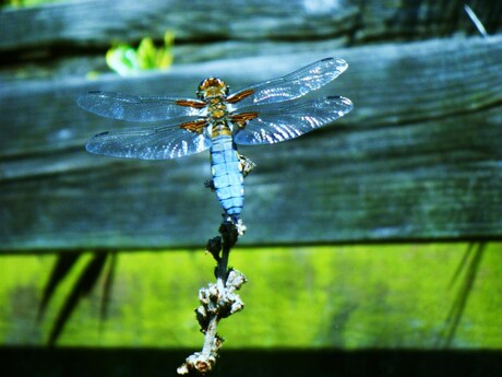 dragonfly