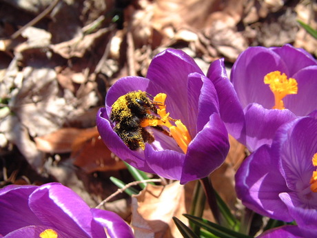 Zomaar in de tuin zorgend voor de toekomst