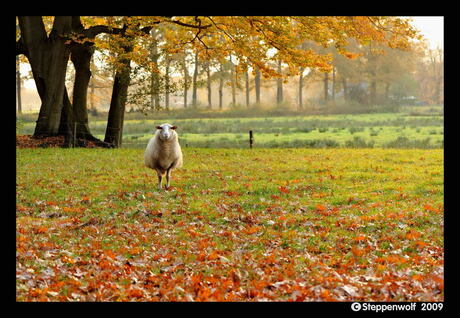 Herfstschaap II