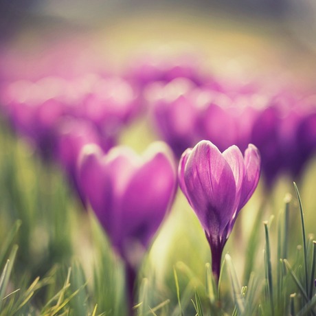 paarse lente