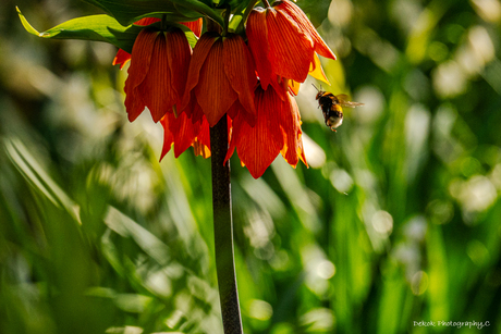 Keizerskroon met hommel .
