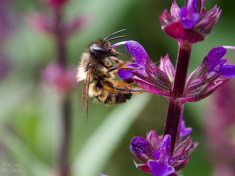 Wereld bijen dag 🐝