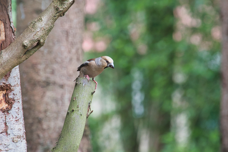 Appelvink