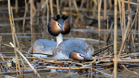 Futen vlak voor de paring!