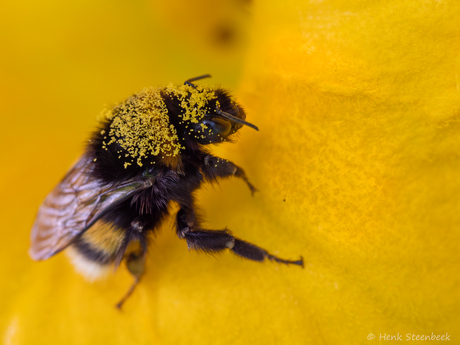 Hommel in pompoenbloem