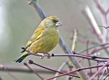Groenling (Chloris chloris)