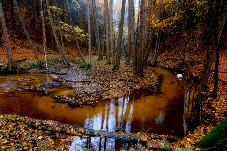 Gorge in the autumn forest