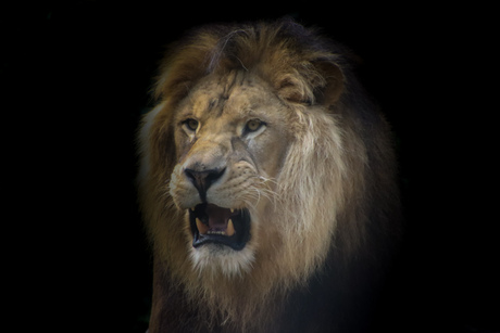 Portret leeuw 