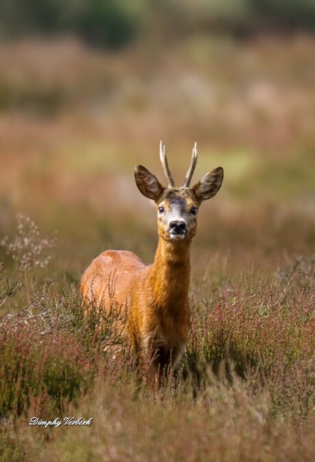 Reebok op de heide