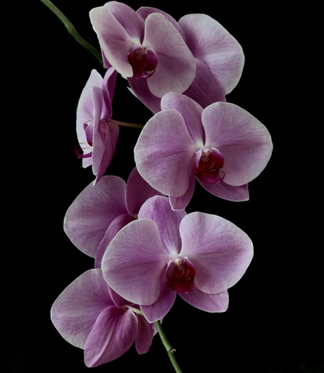 orchidee