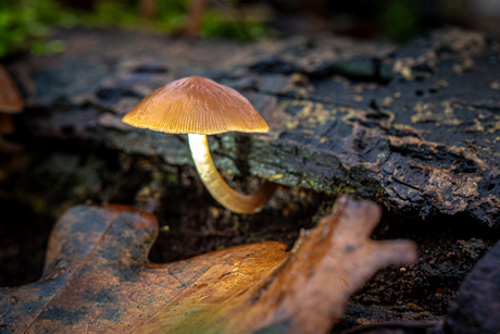 Mycena op boomstronk